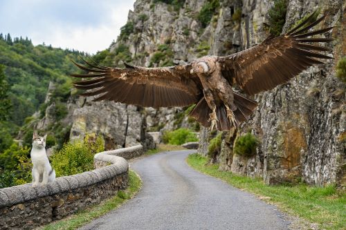Image of a wide-winged condor and a cat by Christel SAGNIEZ from Pixabay. Don’t make your emails this wide!