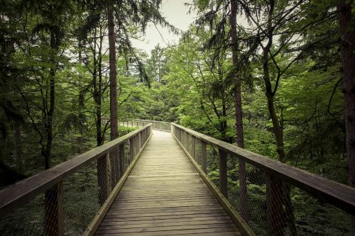 Twisted path in a forest photo by Markus Spiske via Pexels: https://www.pexels.com/photo/light-landscape-nature-forest-117843/